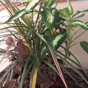 Meet your Posher, Uma